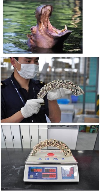 海關(guān)查獲野生動(dòng)植物,外貿(mào)代理,外貿(mào)進(jìn)出口代理