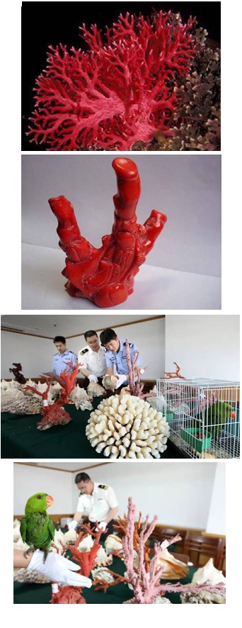 海關(guān)查獲野生動(dòng)植物,外貿(mào)代理,外貿(mào)進(jìn)出口代理