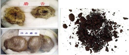 海關(guān)查獲野生動(dòng)植物,外貿(mào)代理,外貿(mào)進(jìn)出口代理