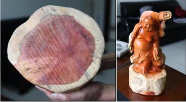 海關(guān)查獲野生動(dòng)植物,外貿(mào)代理,外貿(mào)進(jìn)出口代理