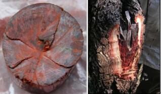 海關(guān)查獲野生動(dòng)植物,外貿(mào)代理,外貿(mào)進(jìn)出口代理