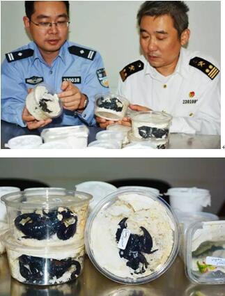 海關(guān)查獲野生動(dòng)植物,外貿(mào)代理,外貿(mào)進(jìn)出口代理