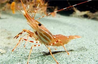 牡丹蝦進(jìn)口外貿(mào)代理公司