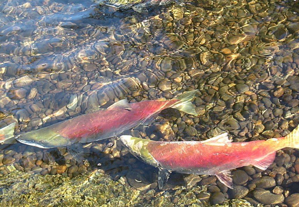 上海三文魚(yú)進(jìn)口外貿(mào)代理公司 上海三文魚(yú)進(jìn)口外貿(mào)代理公司