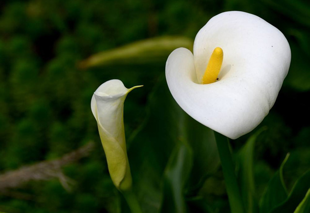 馬蹄蓮進(jìn)口外貿(mào)代理