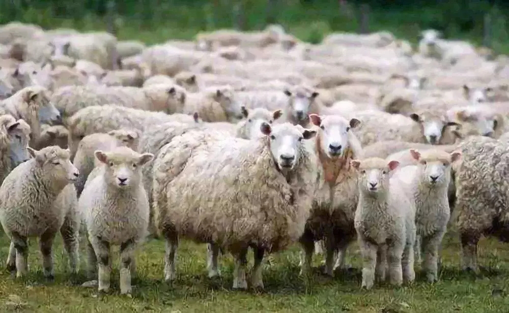 進(jìn)口外貿(mào)代理