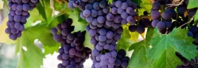 進口外貿(mào)代理