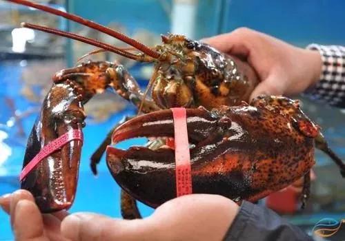 外貿(mào)進(jìn)口代理