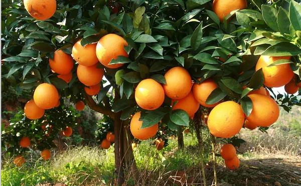 出口外貿(mào)代理