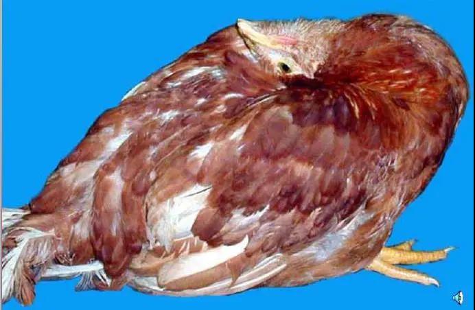 進(jìn)口外貿(mào)代理