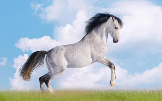 進(jìn)口外貿(mào)代理