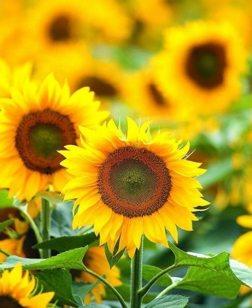 進(jìn)口外貿(mào)代理