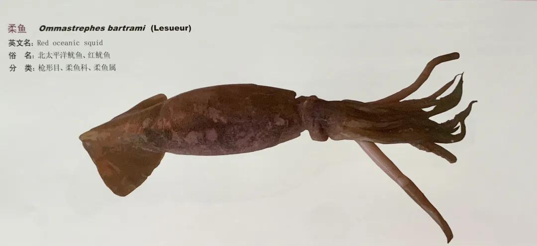 進(jìn)口外貿(mào)代理