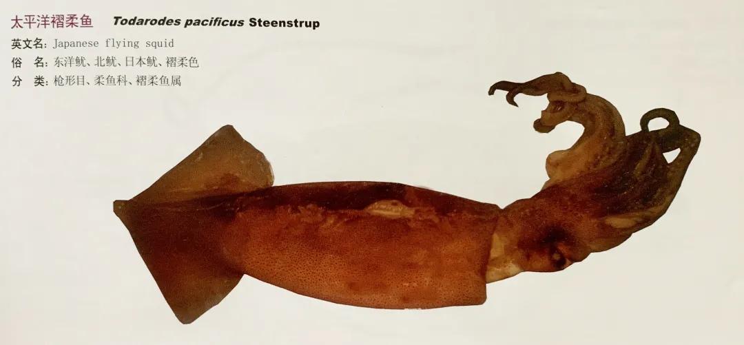 進(jìn)口外貿(mào)代理