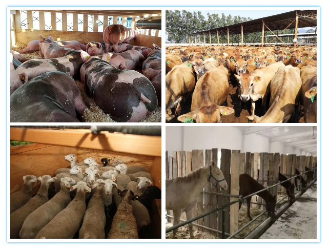 進(jìn)口外貿(mào)代理