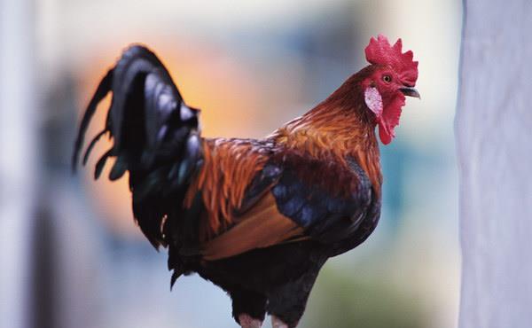 進(jìn)口外貿(mào)代理