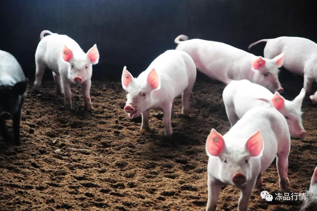 進口外貿(mào)代理