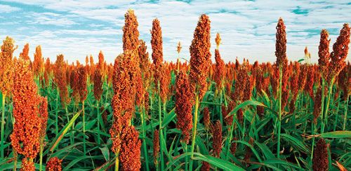 進(jìn)口外貿(mào)代理