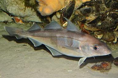 進(jìn)口外貿(mào)代理