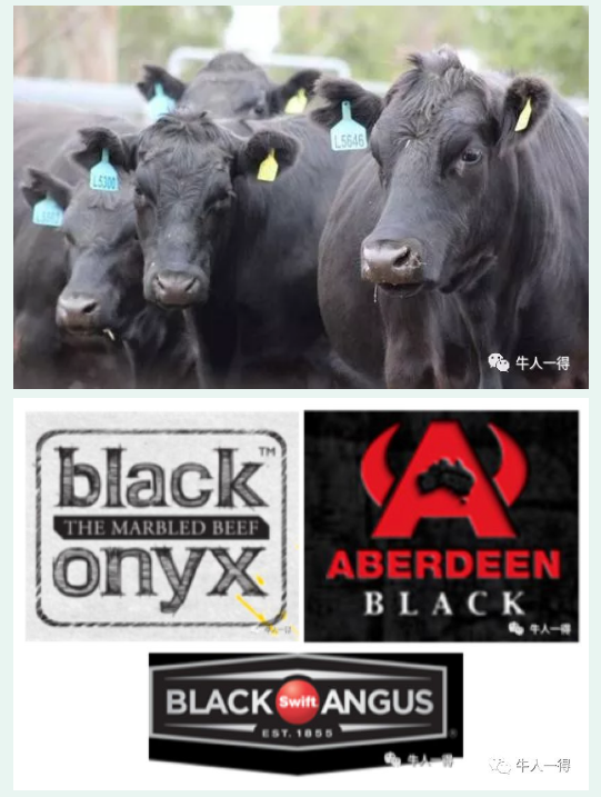 牛肉進(jìn)口外貿(mào)代理