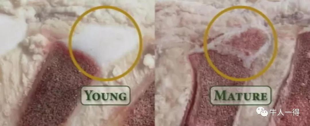 牛肉進(jìn)口外貿(mào)代理