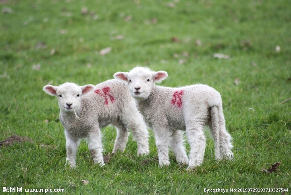 進口外貿(mào)代理