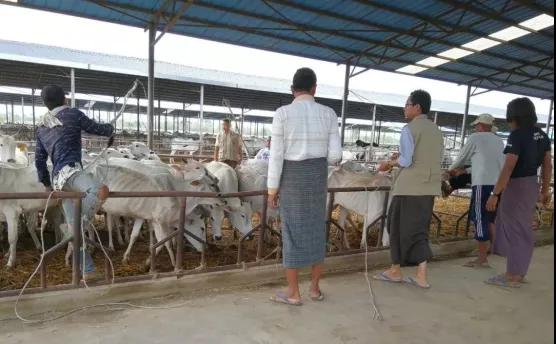 進(jìn)口外貿(mào)代理