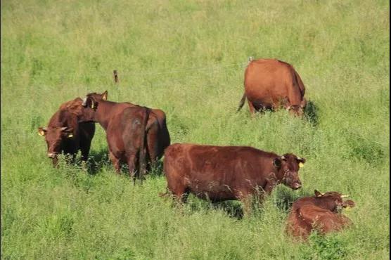 進口外貿(mào)代理