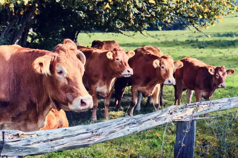 進(jìn)口外貿(mào)代理