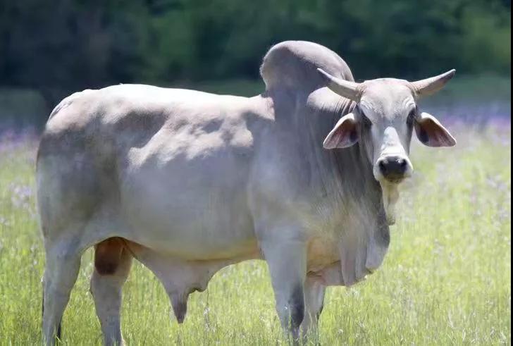 進(jìn)口外貿(mào)代理