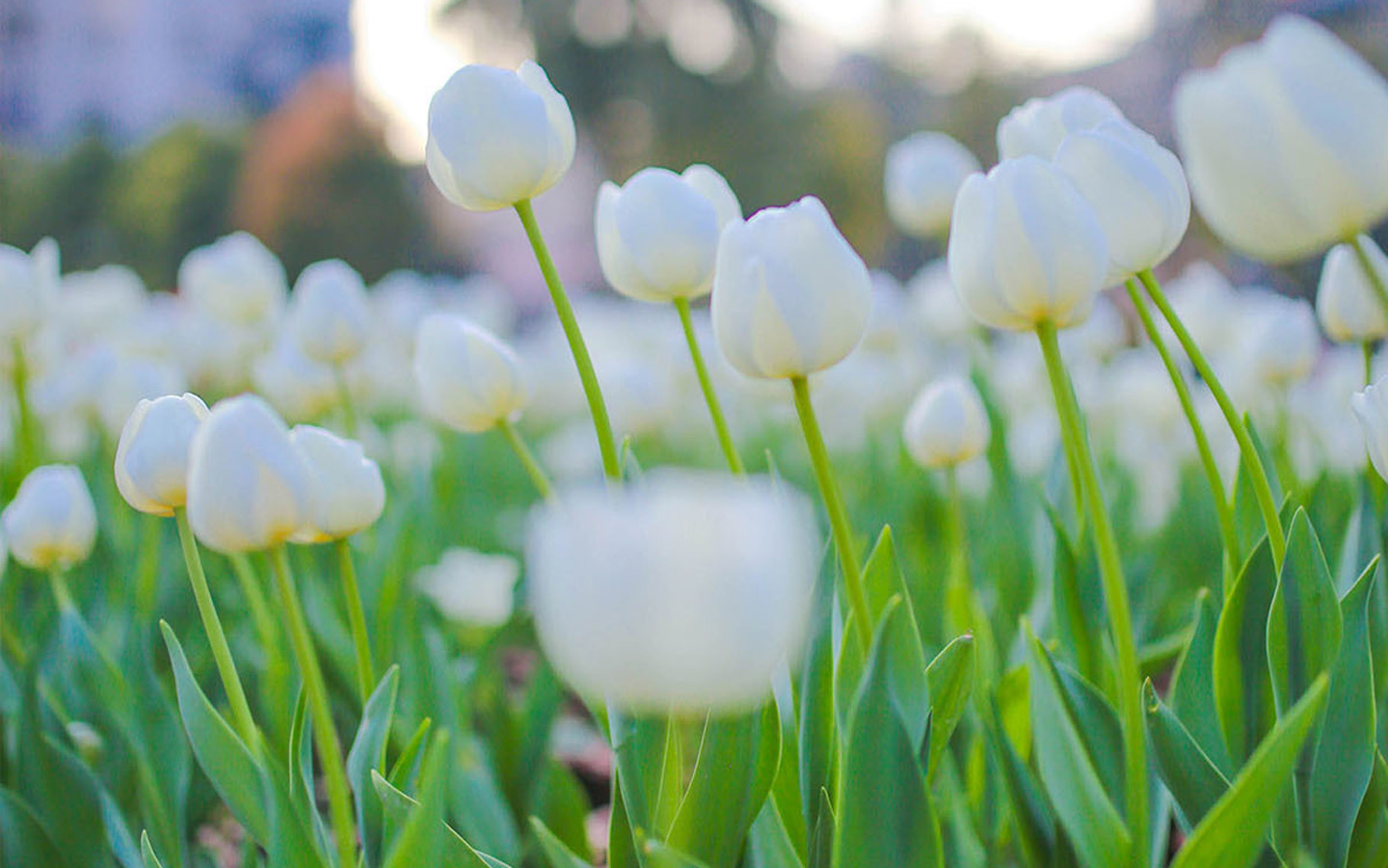 進(jìn)口外貿(mào)代理
