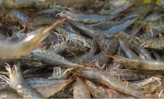 進(jìn)口外貿(mào)代理