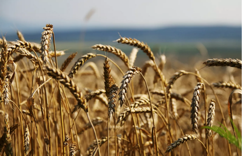 進(jìn)口外貿(mào)代理