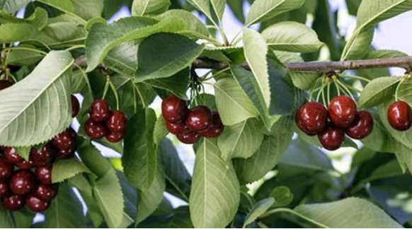 進(jìn)口外貿(mào)代理