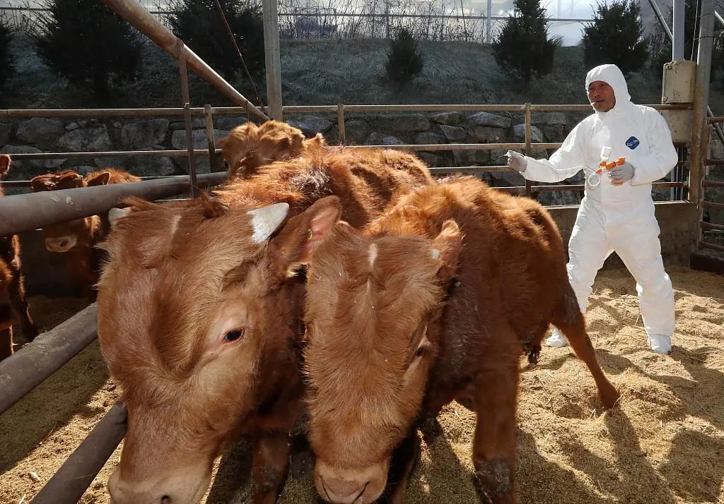 牛肉進(jìn)口外貿(mào)代理