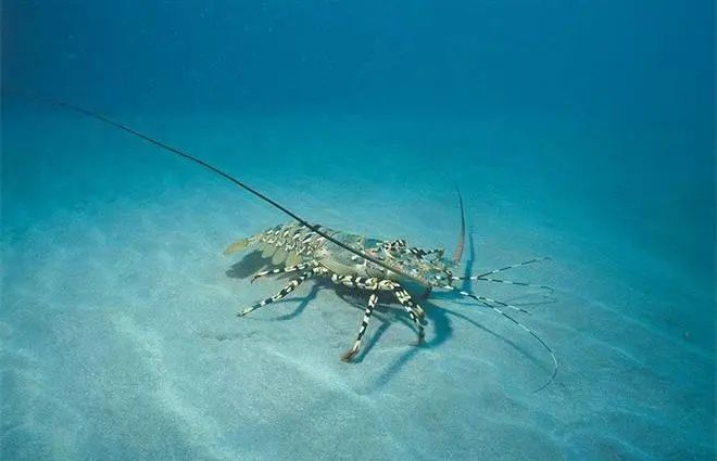 進(jìn)口外貿(mào)代理