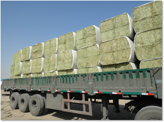 進(jìn)口外貿(mào)代理