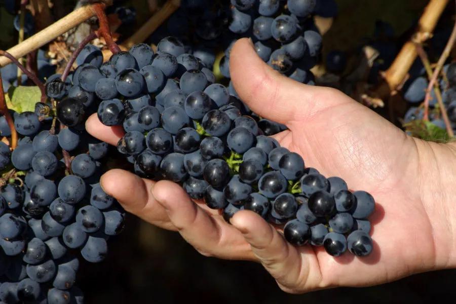 進口外貿(mào)代理