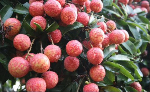 進(jìn)口外貿(mào)代理