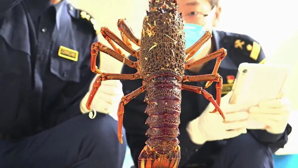 出口外貿(mào)代理