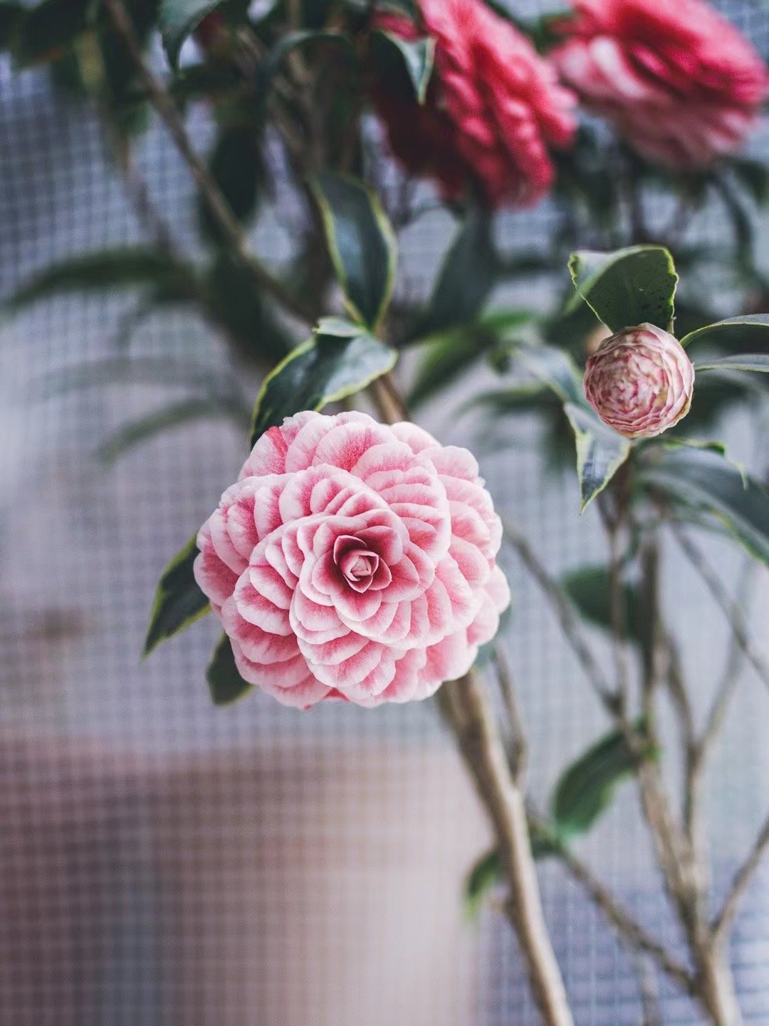 進(jìn)口外貿(mào)代理